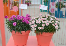 Two new varieties in the Sunflor potted carnation series.